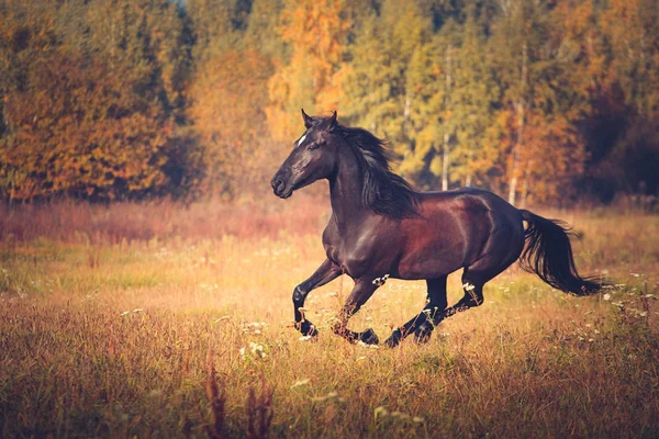 Czarny koń galopujący na jesień natura tło — Zdjęcie stockowe
