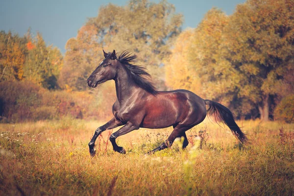 Zwarte paard galopperen op de herfst natuur-achtergrond — Stockfoto