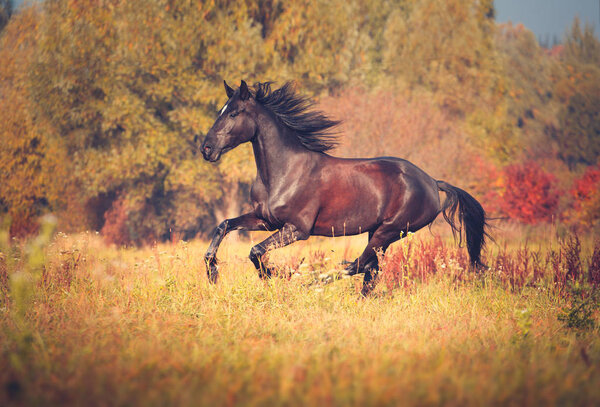 Black horse galloping on the autumn nature background