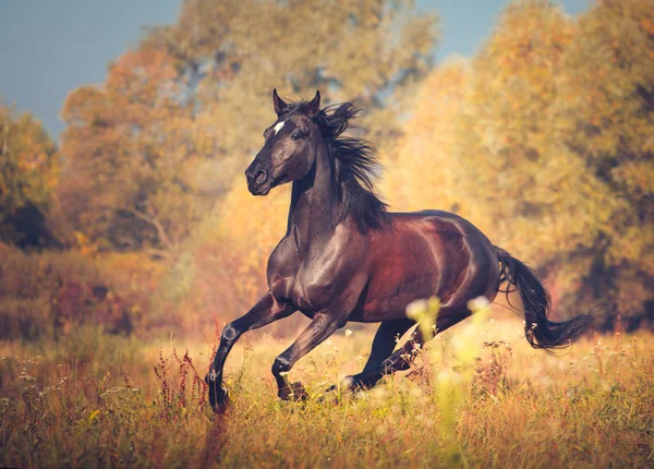 Cavalo preto galopando no outono natureza fundo — Fotografia de Stock