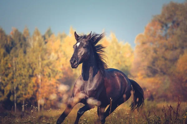 秋の自然の背景にギャロッピング黒い馬の肖像 — ストック写真