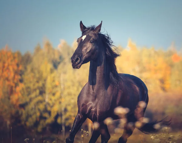 Ritratto di cavallo nero al galoppo sullo sfondo della natura autunnale — Foto Stock