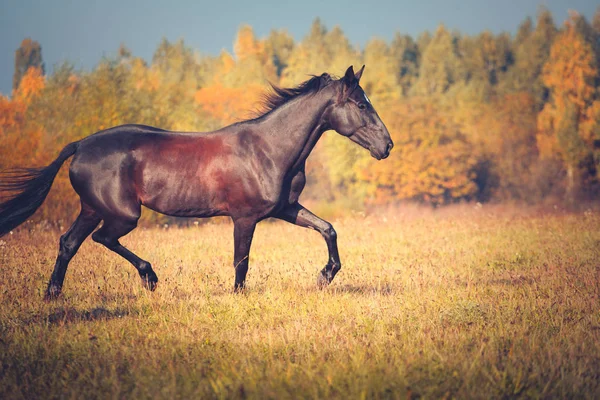 Black horse trotting on the autumn nature background — Stock Photo, Image