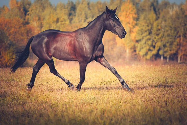 Caballo negro galopando en el fondo de la naturaleza de otoño — Foto de Stock