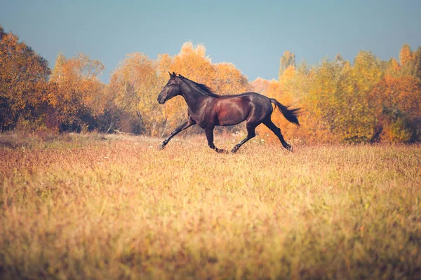 秋の自然の背景に疾走黒馬 — ストック写真