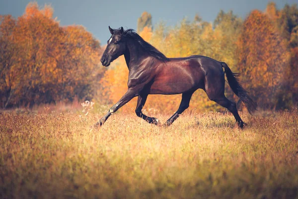 Caballo negro galopando en el fondo de la naturaleza de otoño — Foto de Stock