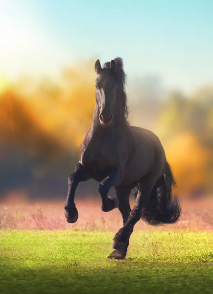 Grande nero frisone cavallo galoppante nel campo su sfondo autunno — Foto Stock