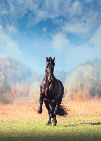 Grande preto Friesian cavalo galliping no campo no outono fundo — Fotografia de Stock