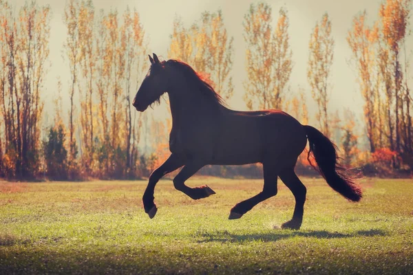 Μεγάλο μαύρο άλογο Friesian εκτελείται στο πεδίο σε Φθινοπωρινό φόντο — Φωτογραφία Αρχείου