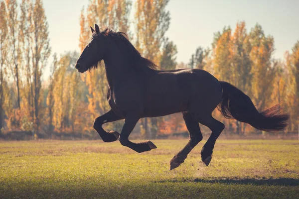 Gran caballo negro corre en el campo — Foto de Stock