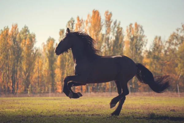 Grande preto Friesian cavalo corre no campo no outono fundo — Fotografia de Stock