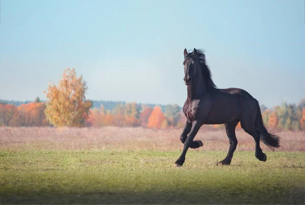 Большая чёрная фризская лошадь бежит по полю на осеннем фоне — стоковое фото