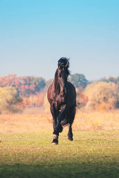 가 배경 분야에 큰 검은 Friesian 말 실행 — 스톡 사진