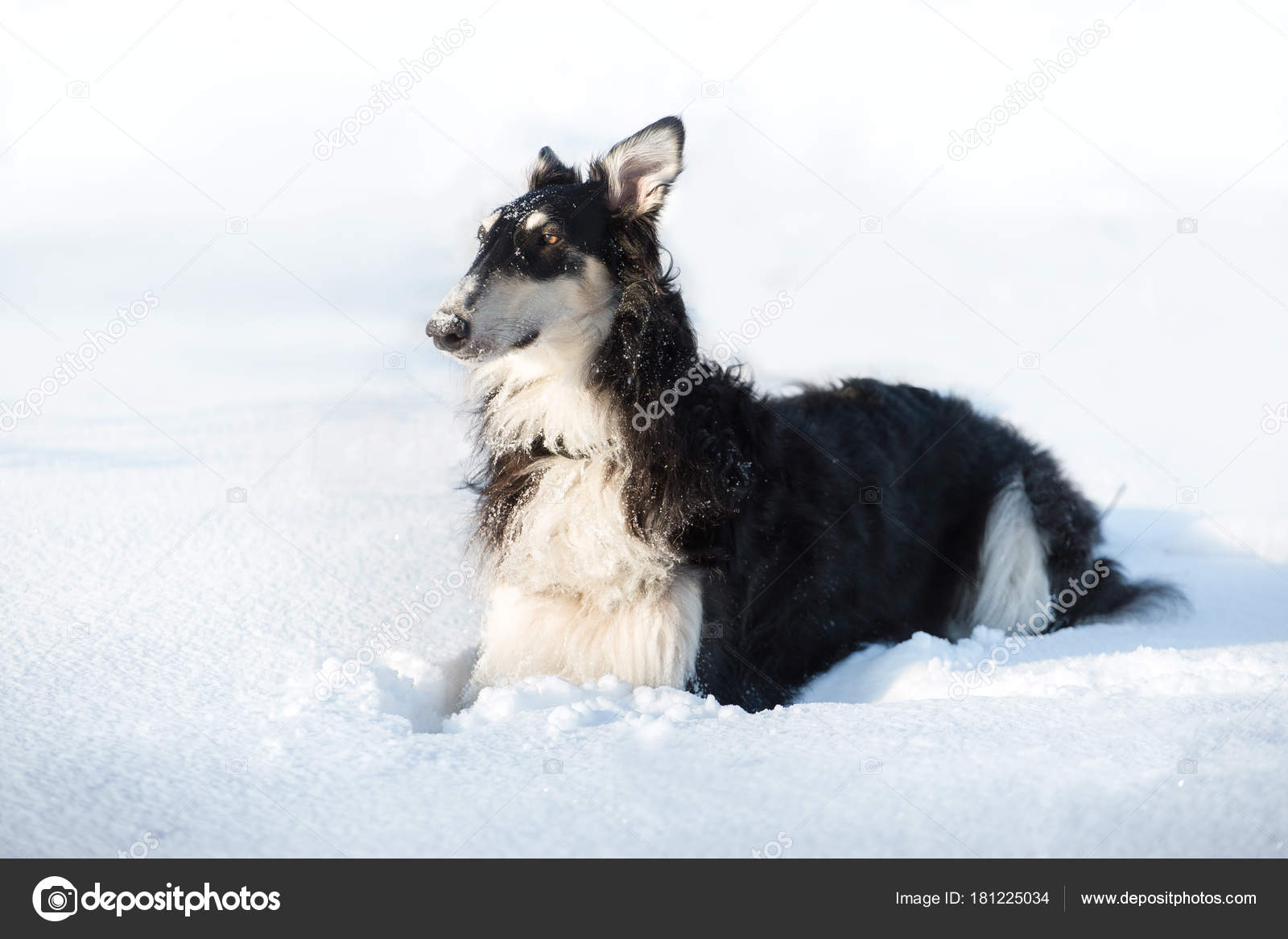 Chien Noir Et Blanc Se Trouve Dans La Neige Sur Le Fond