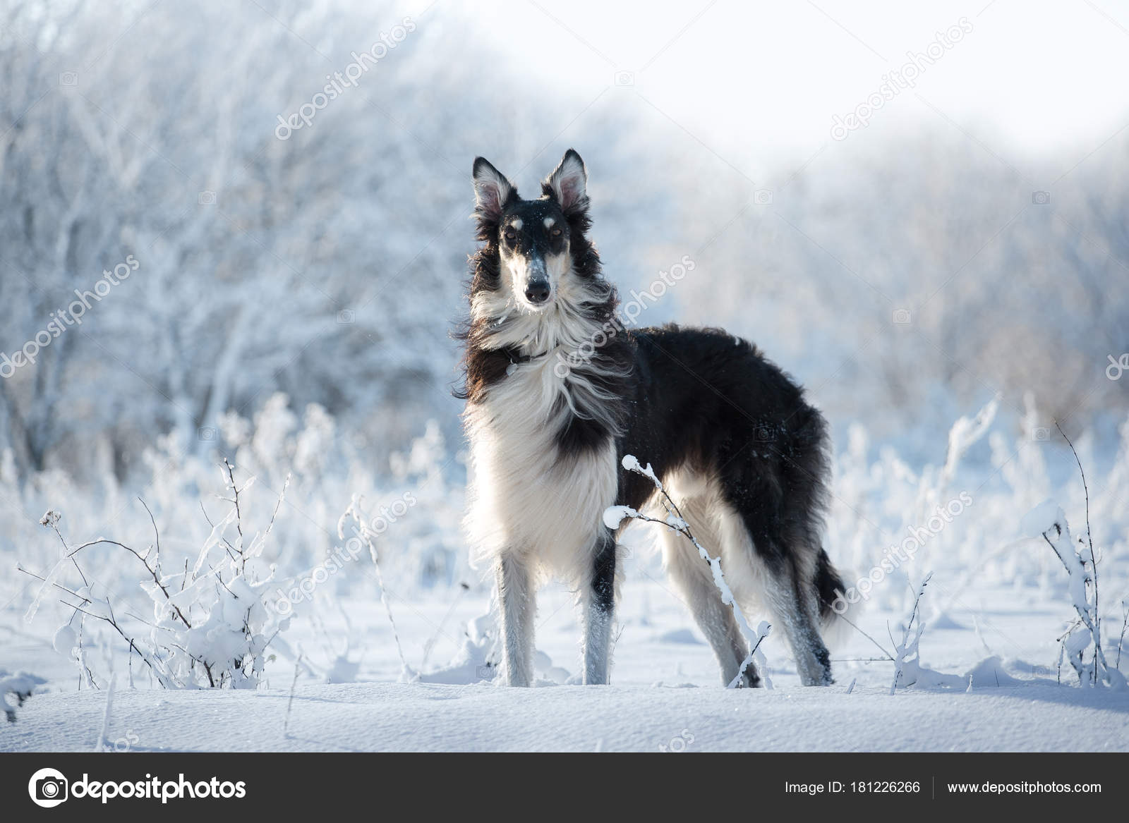 Chien De Chasse Noir Et Blanc Se Trouve Dans La Neige Sur Le