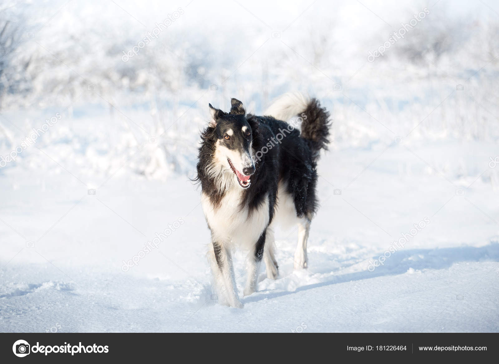 Gros Chien Noir Et Blanc Marche Dans La Neige Sur Le Fond De