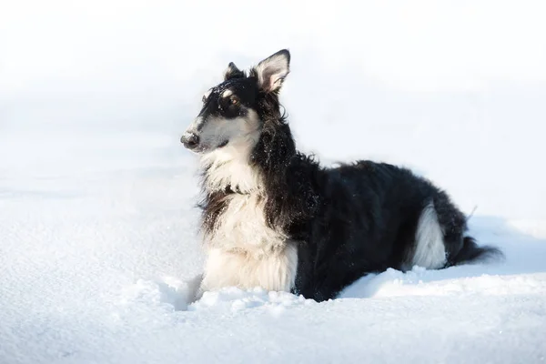 Cão preto e branco jaz na neve no fundo de inverno branco — Fotografia de Stock