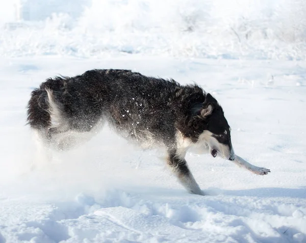 Zwart-wit hond springt in de sneeuw op de achtergrond van de winter — Stockfoto