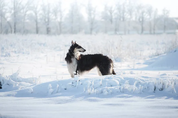 Czarno-biały pies myśliwski stoi w śniegu na tle zima biały i niebieski — Zdjęcie stockowe