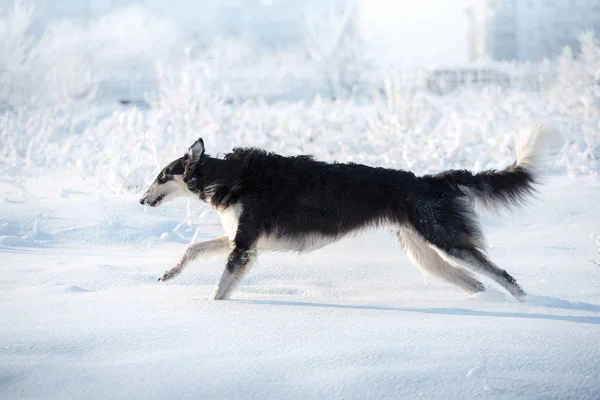Preto e branco borzoi cão corre na neve no branco inverno fundo — Fotografia de Stock