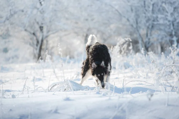 Cão de caça preto e branco na neve no fundo da floresta de inverno — Fotografia de Stock