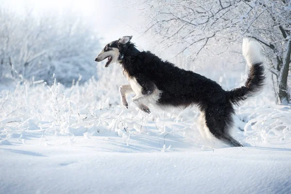 Cão preto e branco salta acima dos brunches na neve no fundo do inverno — Fotografia de Stock