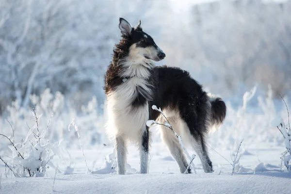 Cão de caça preto e branco fica na neve no fundo de inverno branco e azul — Fotografia de Stock