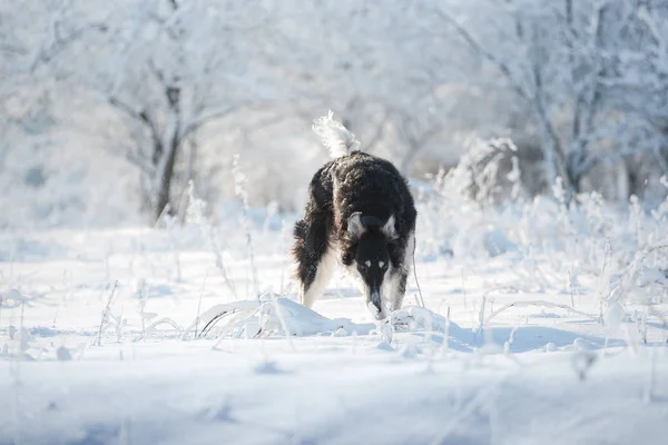 Black and white hunting dog in the snow on the  winter forest background