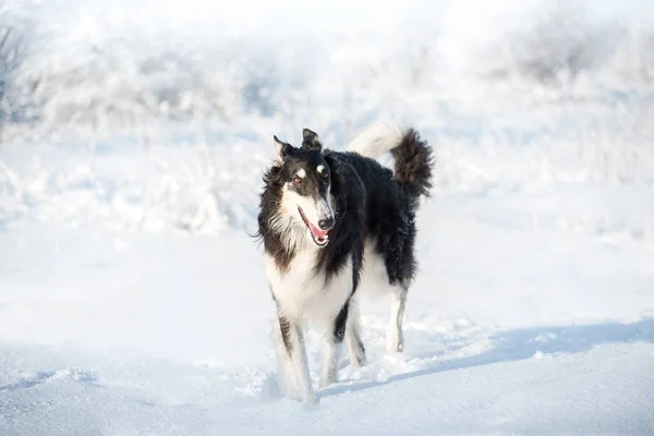 Duży, czarno-biały pies spacery w śniegu na tle zima — Zdjęcie stockowe