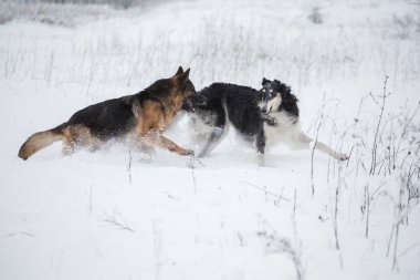 İki köpek oyun karda