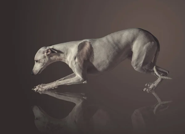 Whippet perro se acuesta sobre fondo marrón claro —  Fotos de Stock