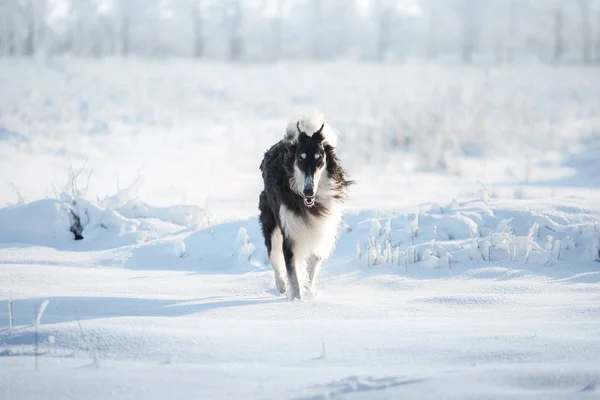 Cane da caccia in bianco e nero corre sulla neve sullo sfondo del campo bianco — Foto Stock