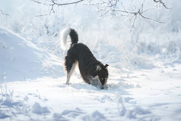 Cheirões de cães de caça preto e branco no fundo do inverno — Fotografia de Stock