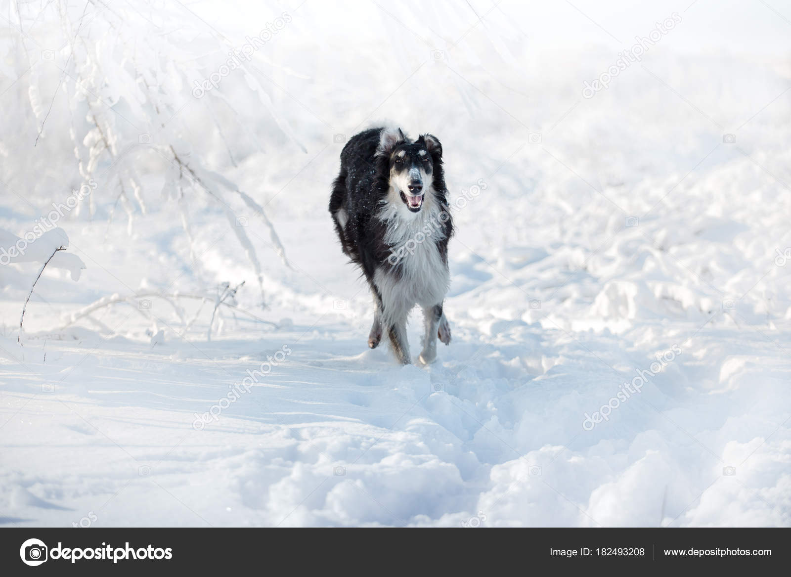 黒と白ロシアのボルゾイ犬は冬の背景に雪の上走る \u2014 ストック