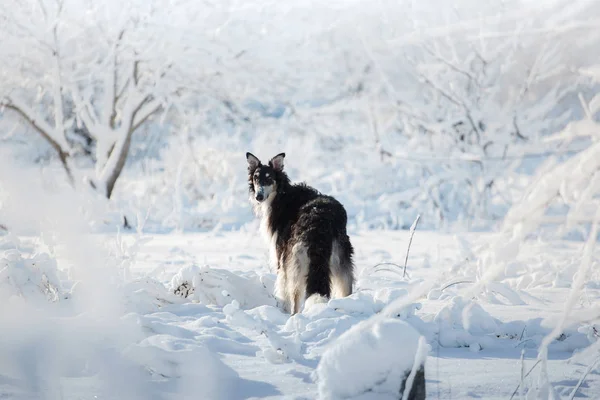 Czarno-biały rosyjski borzoj pies stoi w śniegu na tle zima — Zdjęcie stockowe