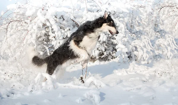 Czarno-biały pies rosyjski borzoj skoki na śniegu na tle zima — Zdjęcie stockowe