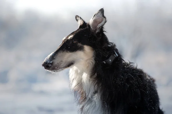 Rus borzoi köpek kış arka plan üzerinde portresi — Stok fotoğraf