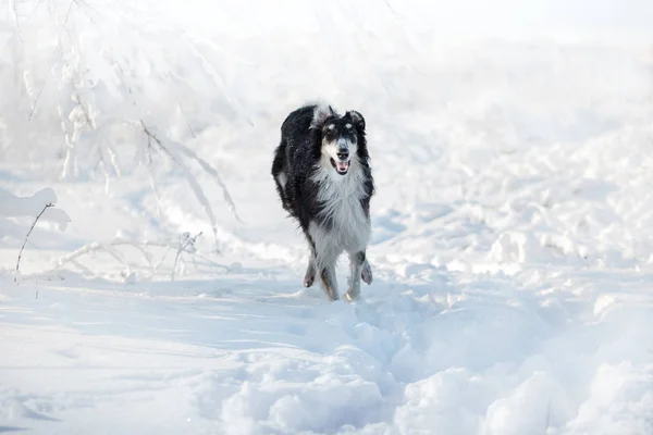 Czarno-biały rosyjski borzoj pies biegnie na śniegu na tle zima — Zdjęcie stockowe