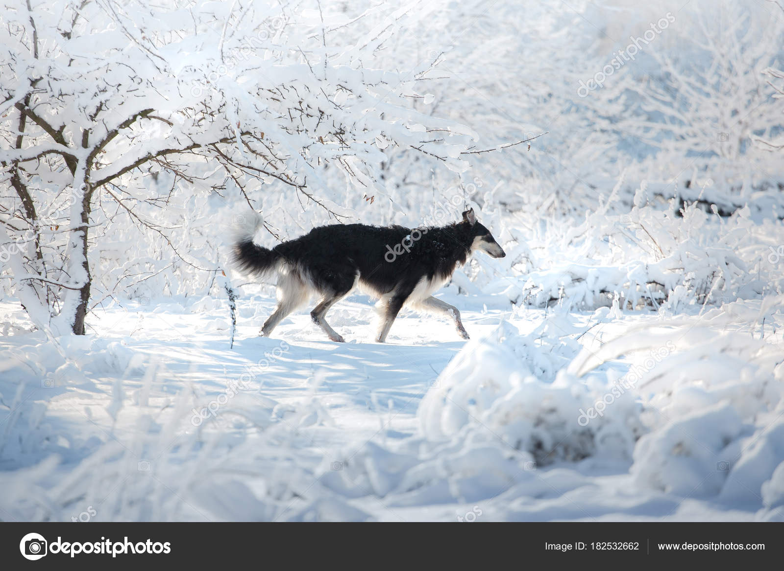 黒と白ロシアのボルゾイ犬は白い背景の雪の上走る \u2014 ストック