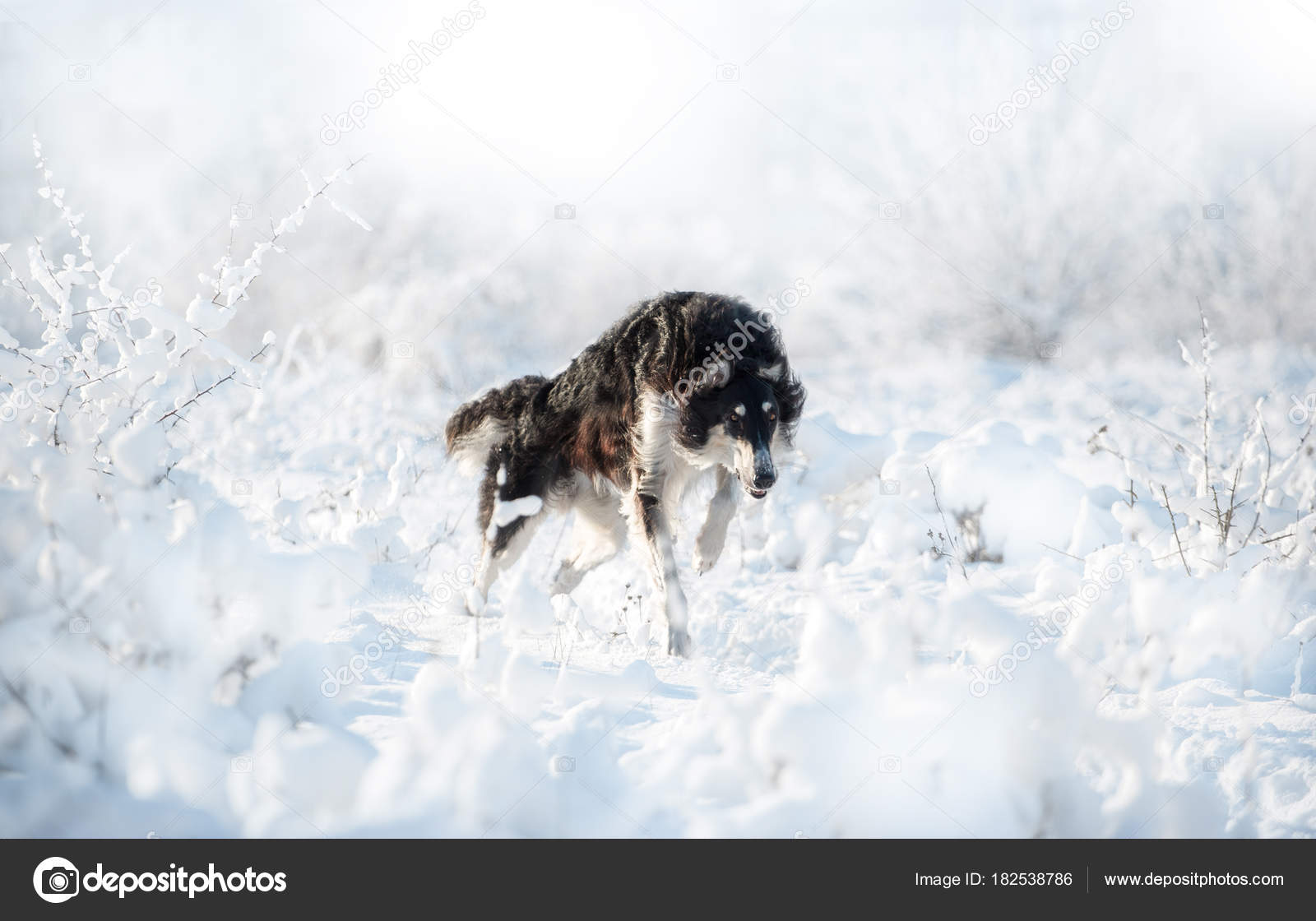 Chien De Chasse Noir Et Blanc Fonctionne Sur La Neige Sur Le