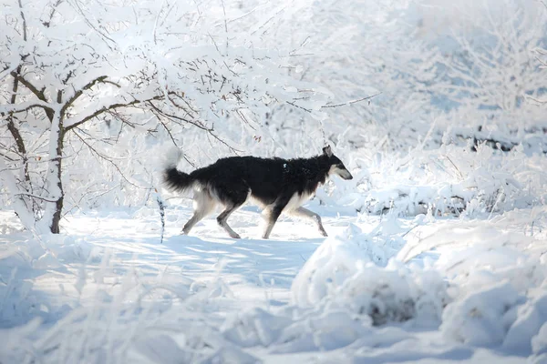 Preto e branco russo borzoi cão corre na neve no fundo branco — Fotografia de Stock