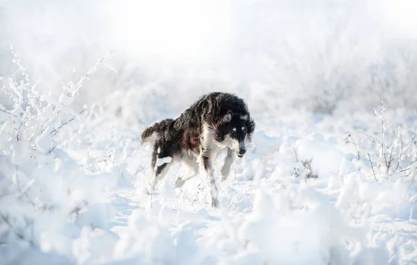 Cão de caça preto e branco corre na neve no fundo de inverno branco — Fotografia de Stock