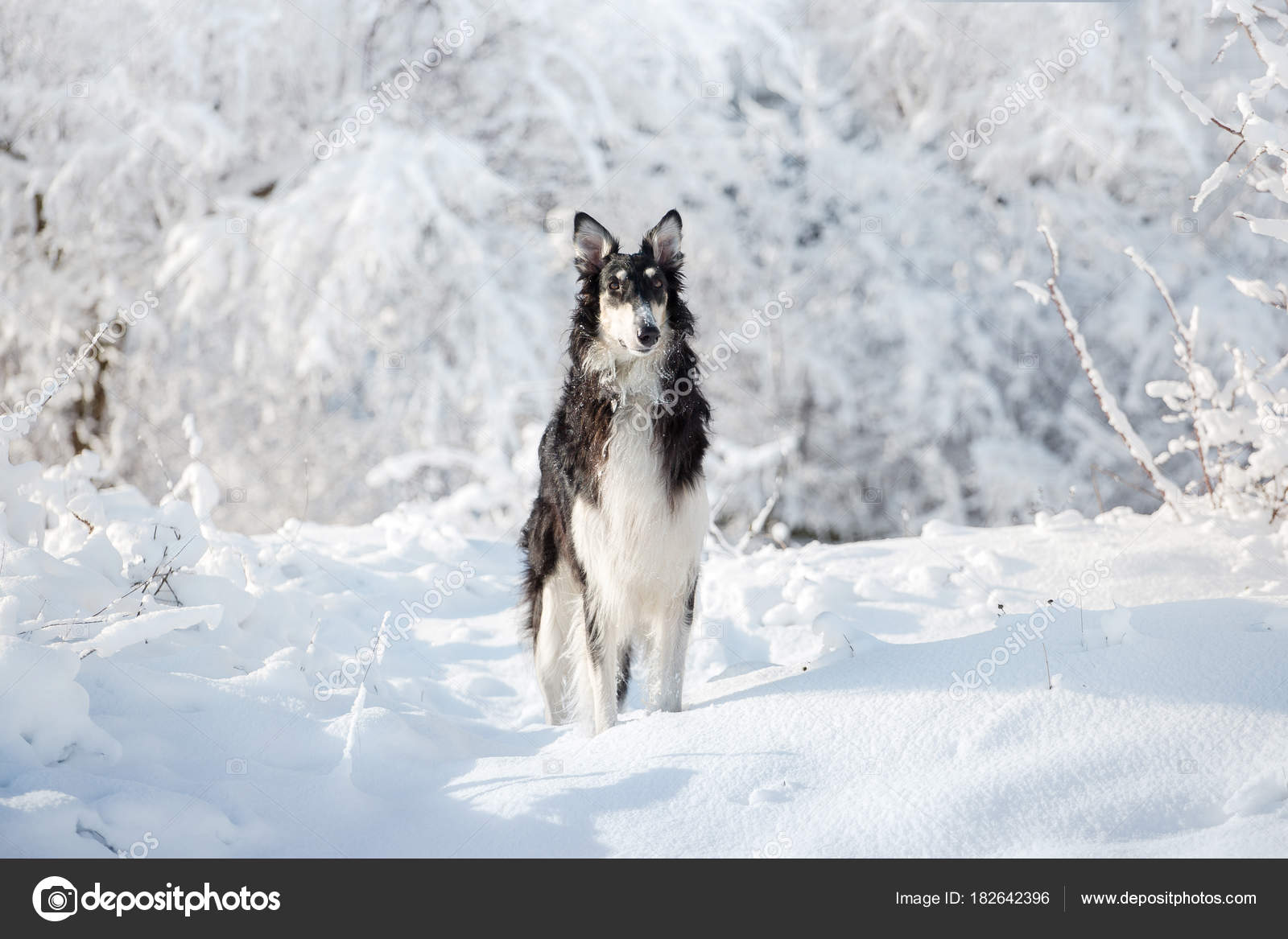 Chien De Chasse Noir Et Blanc Se Trouve Dans La Neige Sur Le