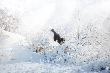 Siyah ve beyaz av köpeği karda beyaz kış arka plan üzerinde atlama