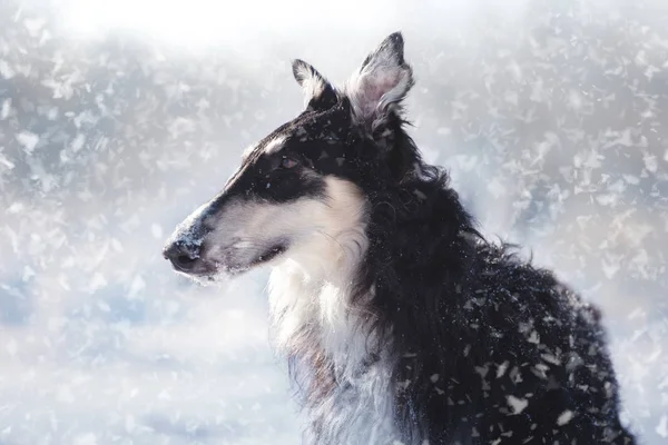 Retrato do cão borzoi russo no fundo de inverno — Fotografia de Stock