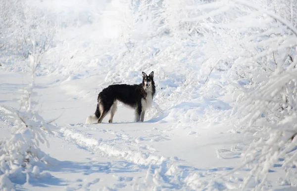 Cão preto e branco fica na neve no fundo do inverno — Fotografia de Stock