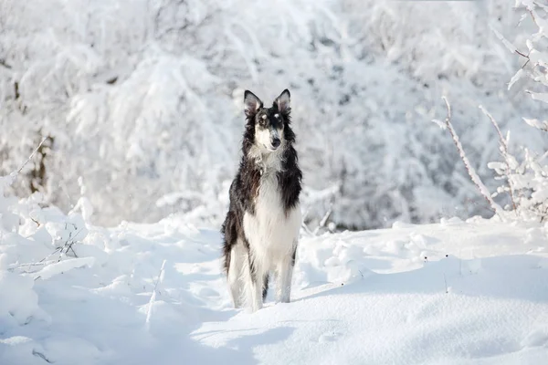 Cão de caça preto e branco fica na neve no fundo de inverno branco — Fotografia de Stock