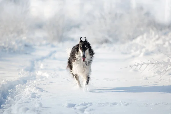 Black and white hunting dog running in the snow on the white winter background