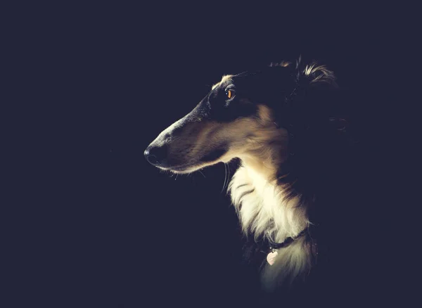 Retrato de cão borzoi preto no fundo escuro — Fotografia de Stock