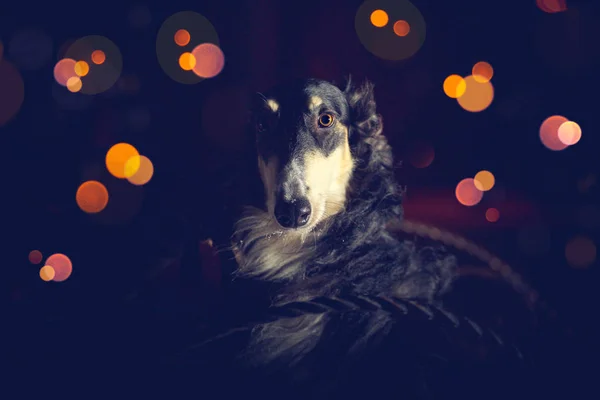 Retrato de cão borzoi preto no fundo escuro — Fotografia de Stock